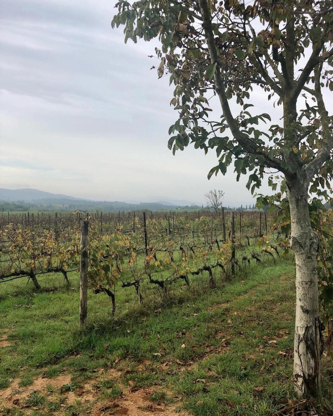 Agriturismo La Segolina كولّي فال ديلسا المظهر الخارجي الصورة