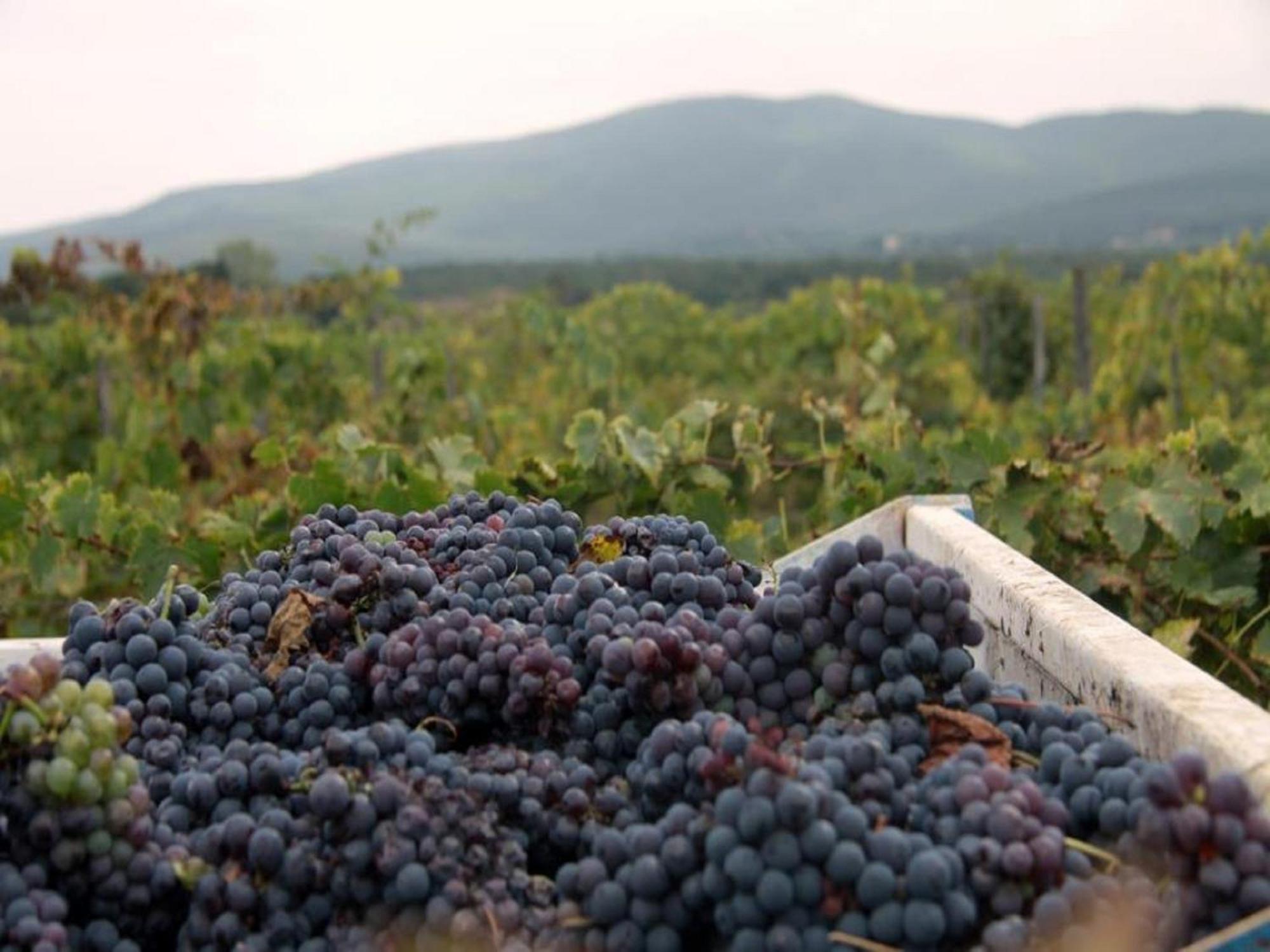 Agriturismo La Segolina كولّي فال ديلسا المظهر الخارجي الصورة