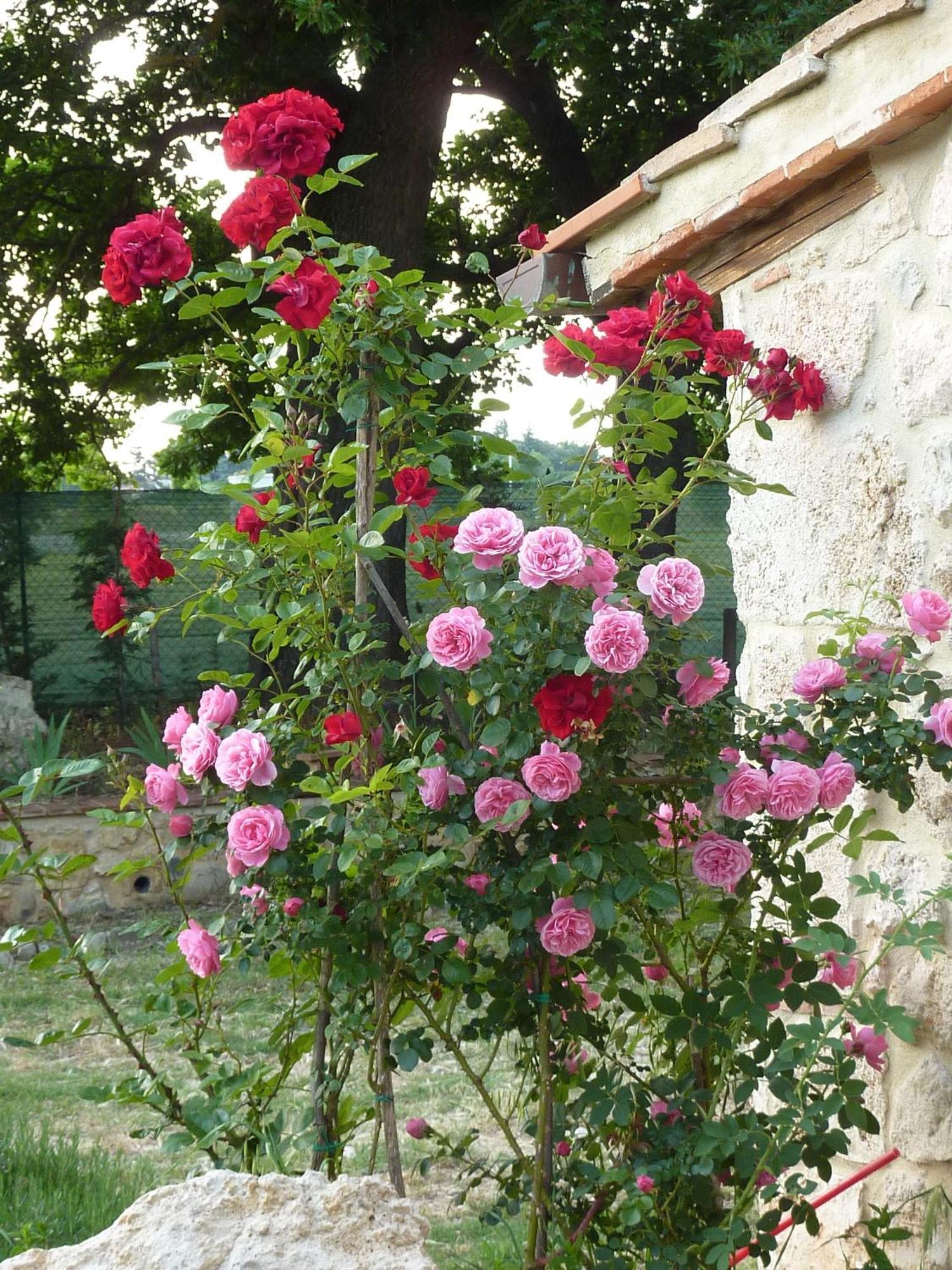 Agriturismo La Segolina كولّي فال ديلسا المظهر الخارجي الصورة
