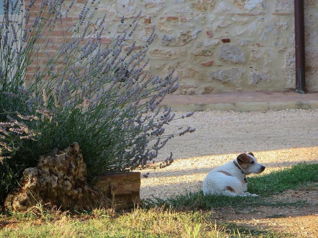 Agriturismo La Segolina كولّي فال ديلسا المظهر الخارجي الصورة